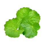 Centella Asiatica